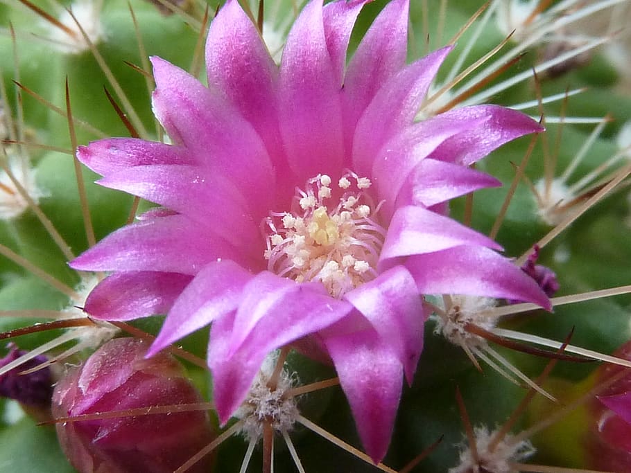 cactus blossom, pink, cactus, bloom, prickly, close, cactus flower, splash of color, plant, flower