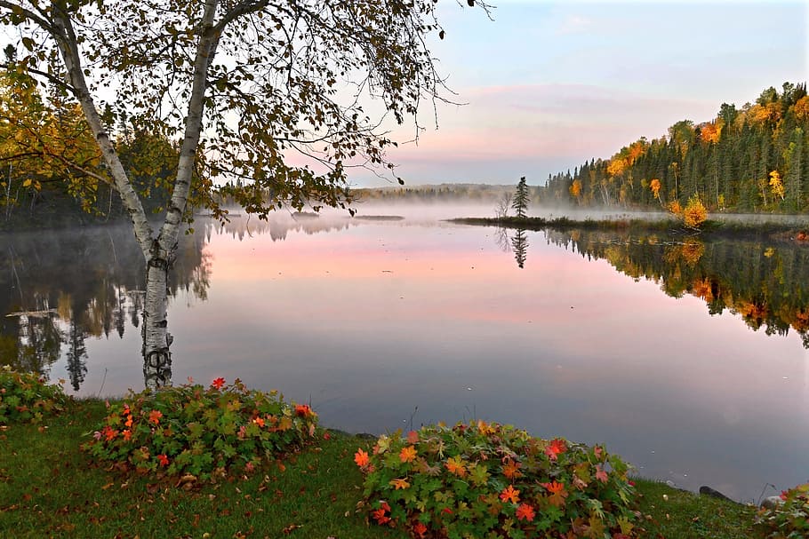 강, 둘러싸인, 나무, 꽃들, 가을, 가을 풍경, 단풍, 자작 나무, 그림 물감, 물 가을