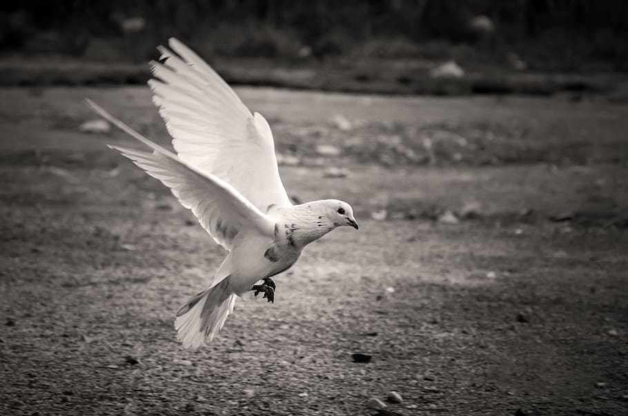 飛ぶ白い鳥, 鳥, 白, 鳩, 羽, 自由, ドム, 野生, シンボル, 自然