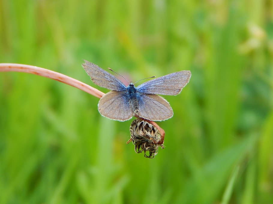 common blue, butterfly, butterflies, one animal, animal themes, animal wildlife, animal, invertebrate, animals in the wild, insect