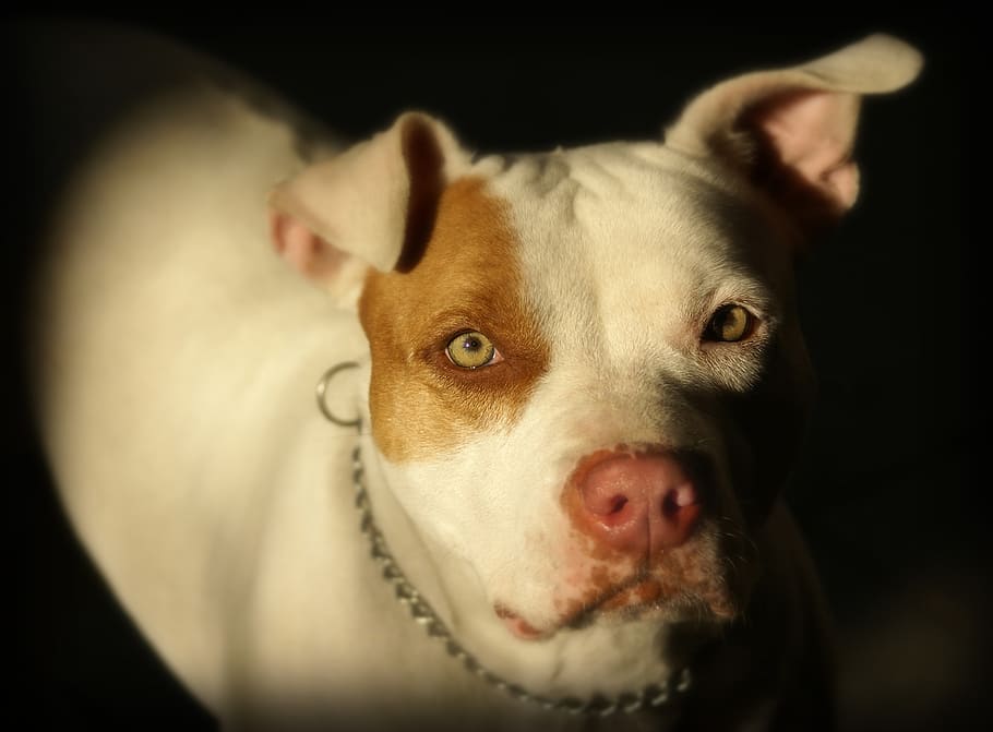 adult, tan, white, american pit bull terrier, focus photo, pitbull, dog, domestic animals, pet, canine
