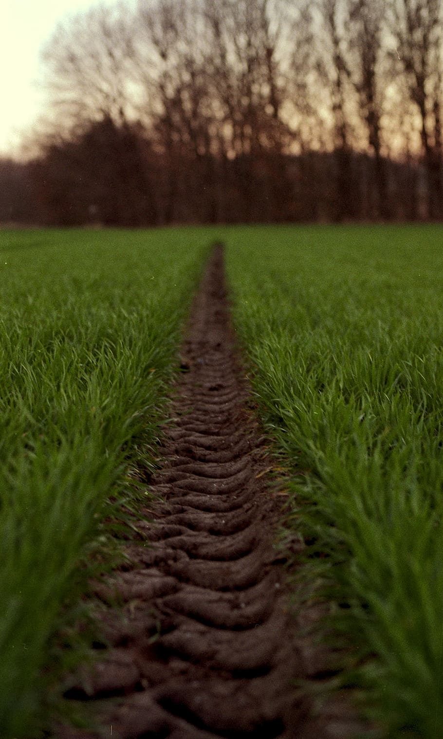 Tire, Path, Green, Wheat, tire path, green, wheat, track, road, countryside, summer