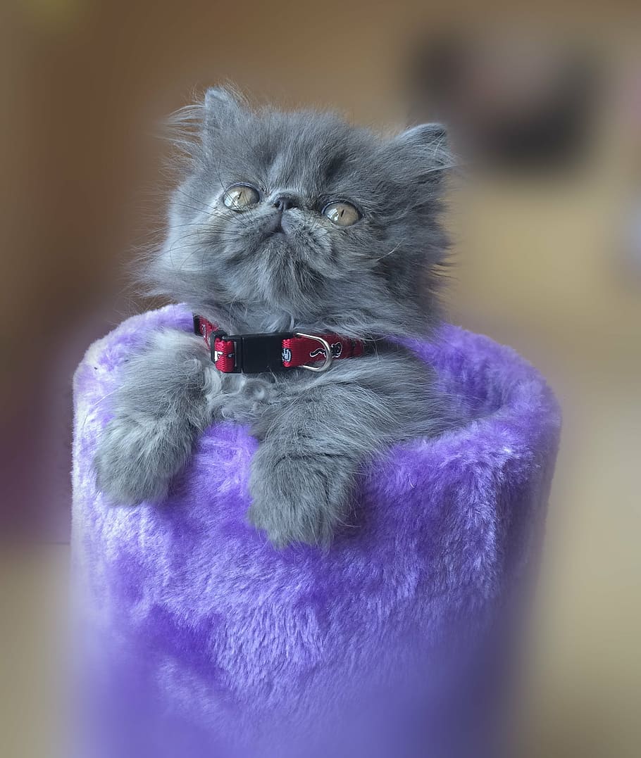 gray, russian kitten, purple, case, cat, persian, feline, pet, animal, persian cat
