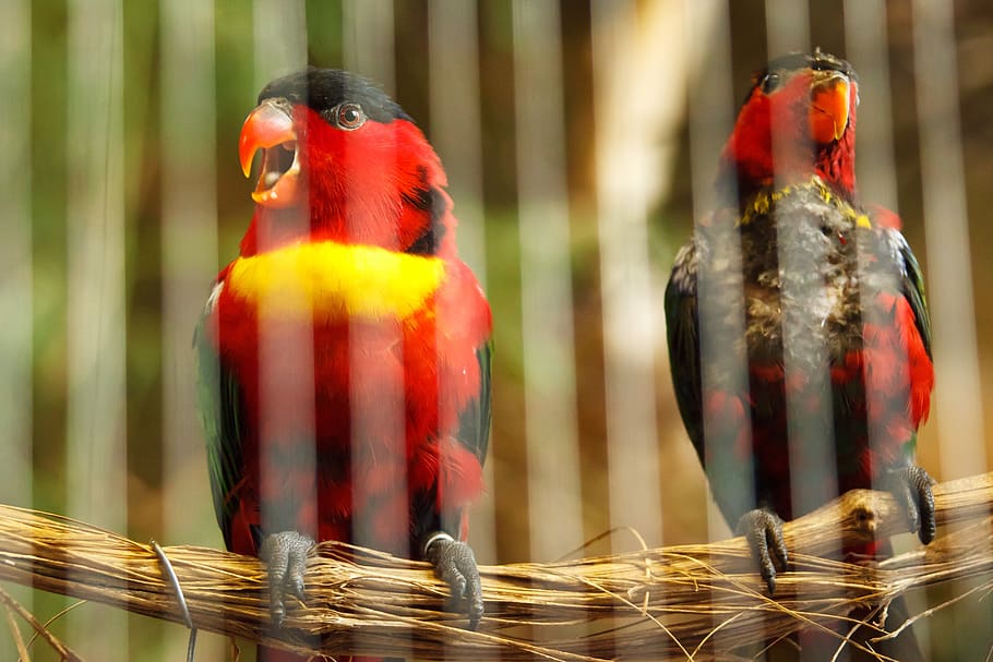 animal, beak, behind, bars, bird, cage, caged, captivity, feather, fence