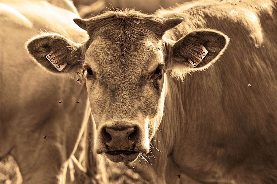brown cattle, cow, animal, mammal, domestic, bovine, head, horns, ear tags, farm
