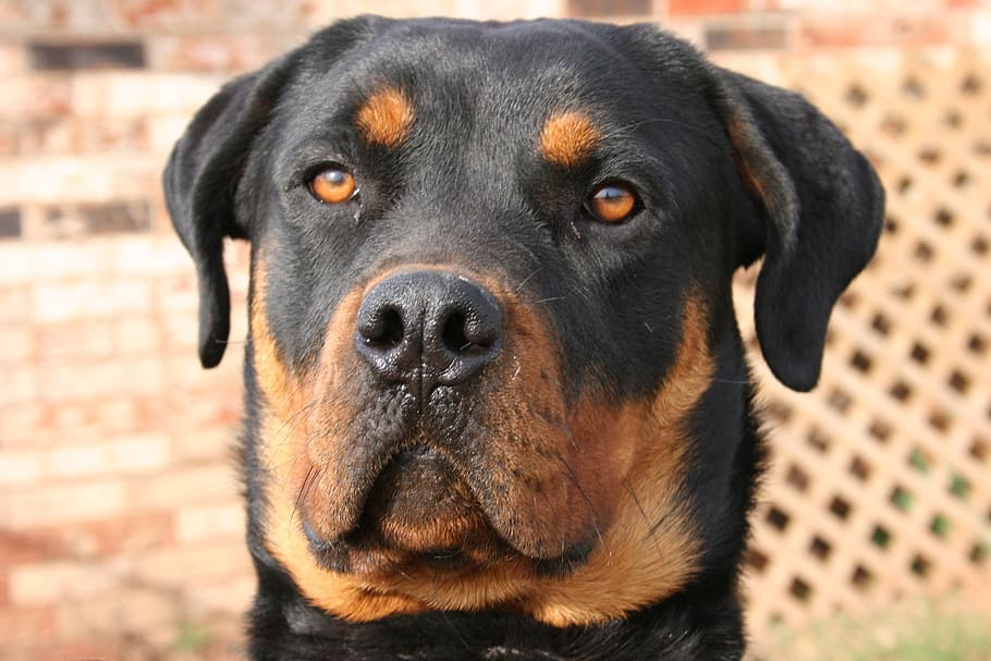 close-up photo, adult rottweiler, dog, hound, pet, canine, domestic, breed, rottweiler, mammal