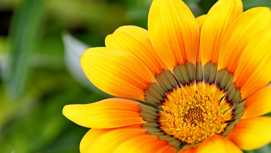 closeup, orange, petaled flower, bloom, yellow, natural, flower, petal, beauty in nature, freshness