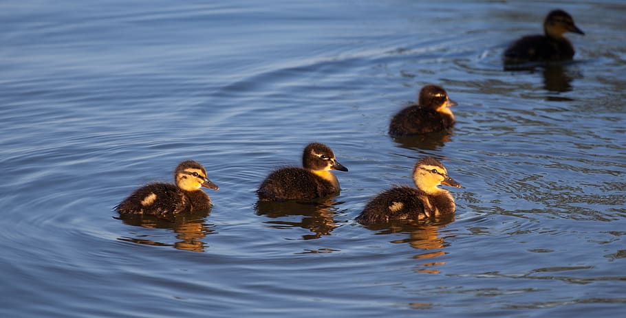 ducklings, baby ducks, duckling, duck, baby, bird, cute, ducks, water, young
