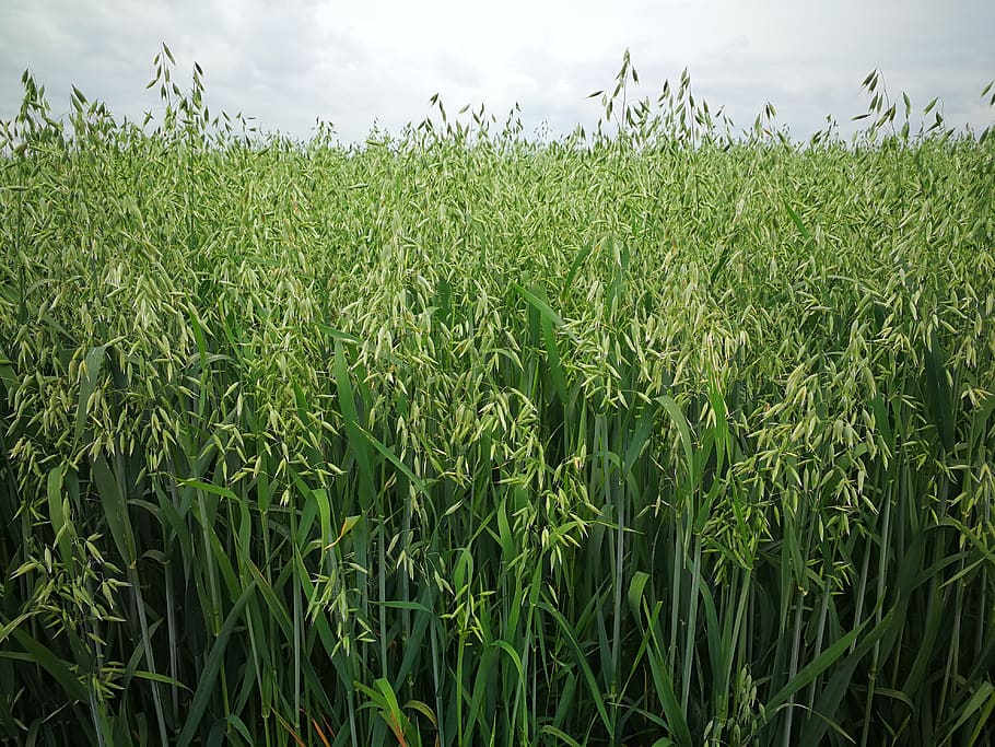 gandum, avena sativa, lapangan, pertanian, makanan, panen, pertumbuhan, tanaman, bidang, warna hijau