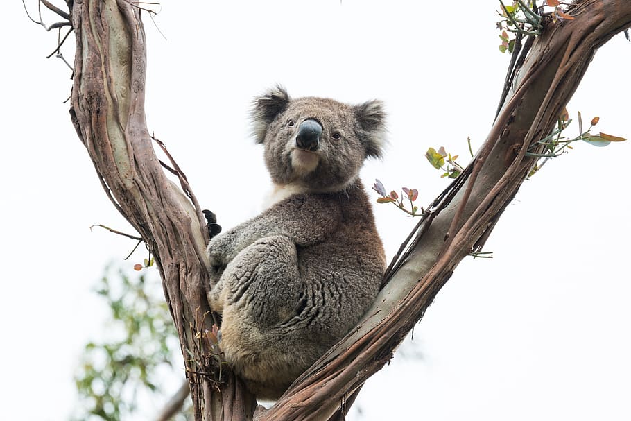 koala, australia, vida silvestre, australiano, marsupial, naturaleza,  animales, salvaje, árbol, gumtree | Pxfuel