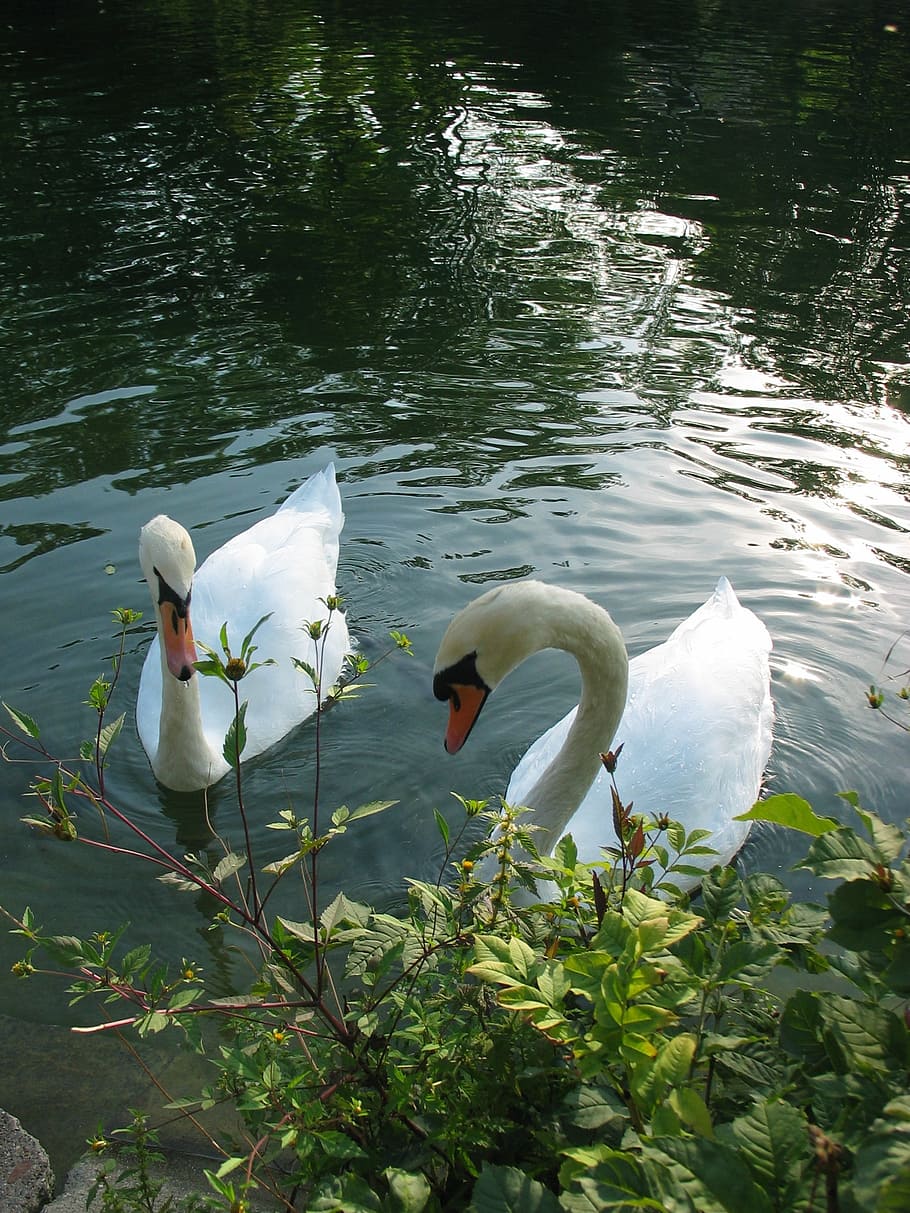 swans, water, animal, white, swim, swan, pair, animals in the wild, animal wildlife, bird