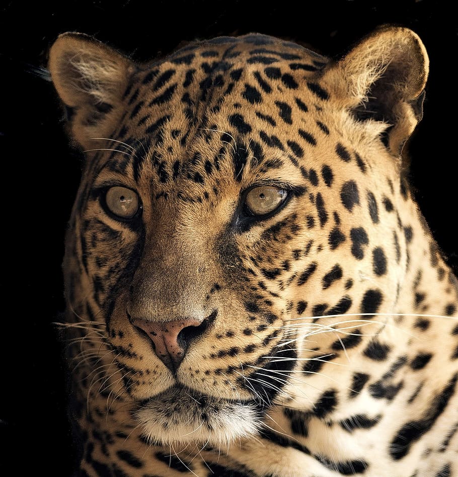 adult orange cheetah, leopard, close, beautiful, eyes, green, predator, nature, wildlife, feline