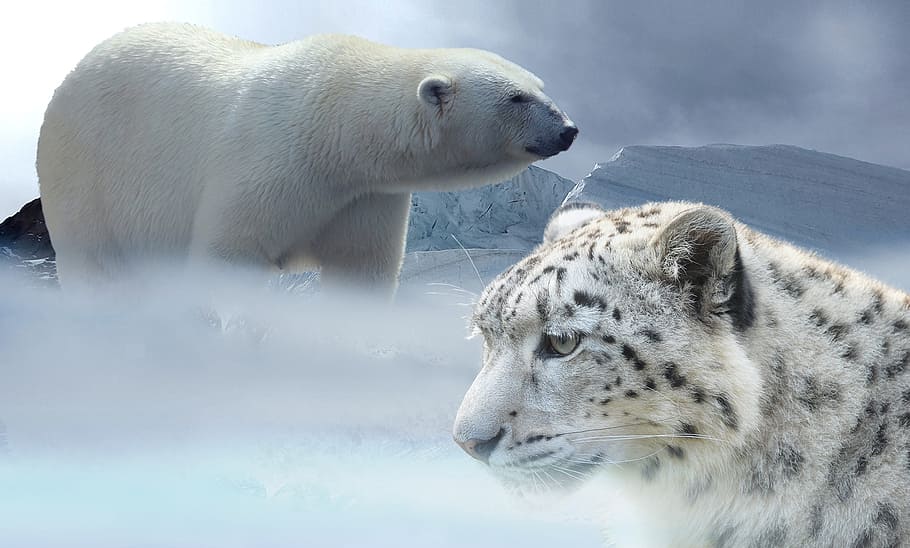 polar, oso, blanco, negro, tigre, leopardo, nieve, oso polar, leopardo de las nieves, glaciar