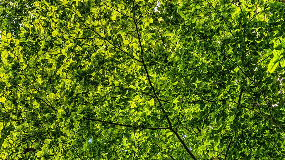 green leaf tree, canopy, green, leaves, branches, color, foliage, shades of green, nature, aesthetic