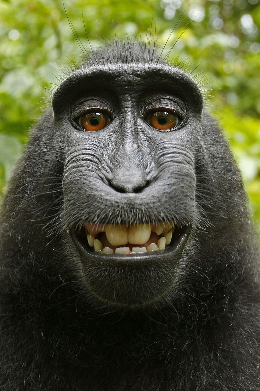 black monkey, macaca nigra, selfie, self-portrait, mammal, celebes crested macaque, indonesia, black ape, crested black macaque, critically endangered