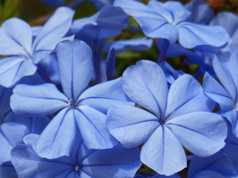 花 背景 青い花 テクスチャ 美しさ 紫 クローズアップ 日 植物 人なし Pxfuel