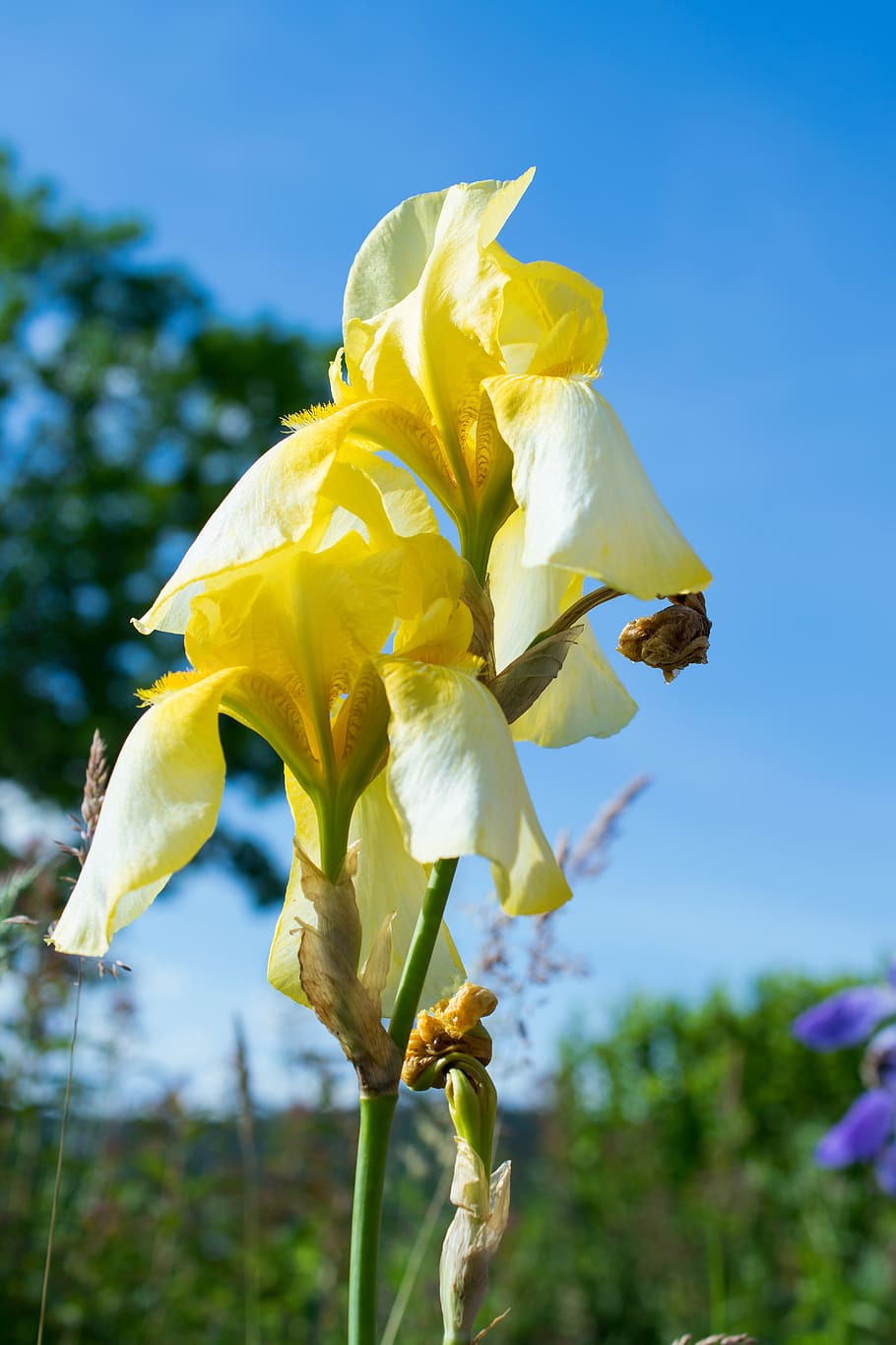 bunga iris, mekar, berkembang, kuning, bunga, alam, taman, menanam, Flora, bunga kuning