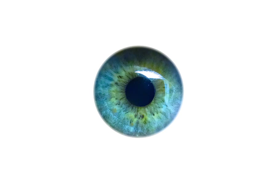 close, ball eye lid, close up, ball, eye, lid, iris, look, see, pupil