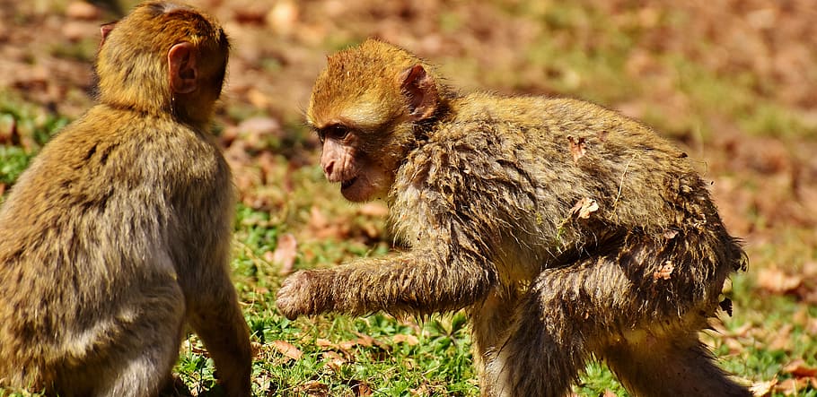 monos bereberes, jugar, especies lindas, en peligro de extinción, mono montaña salem, animal, animal salvaje, zoológico, mamífero, grupo de animales