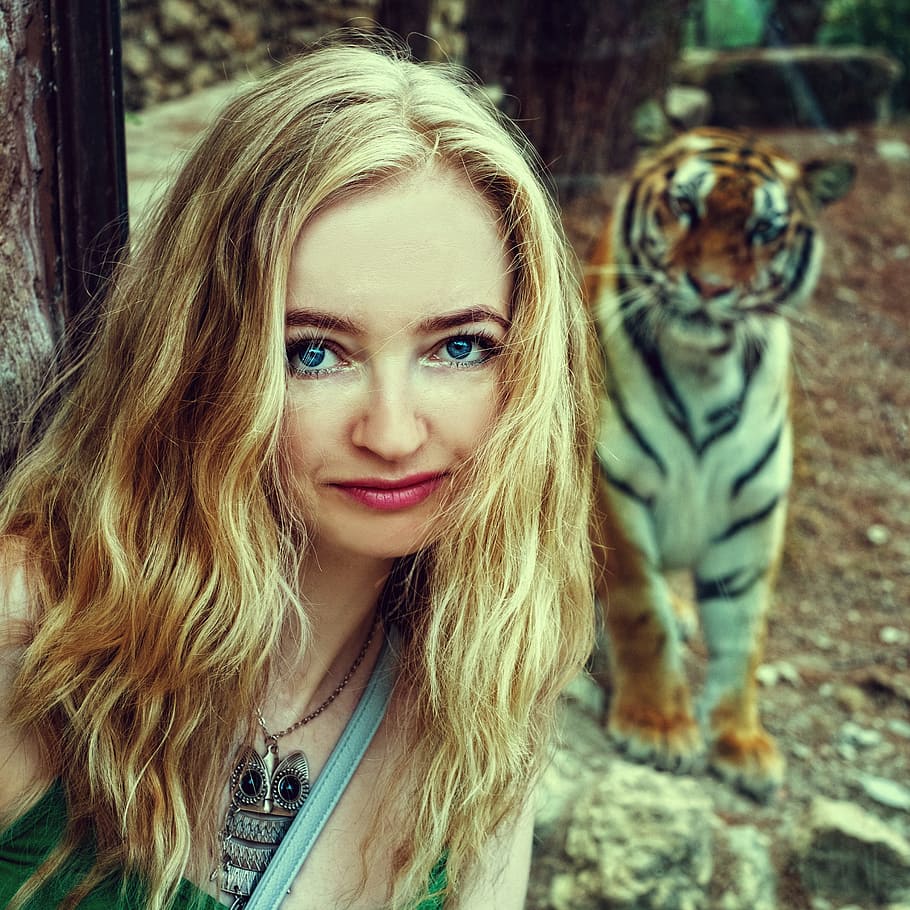 woman, wearing, blue, shirt, taking, tiger, daytime, tigress, zoo, safari