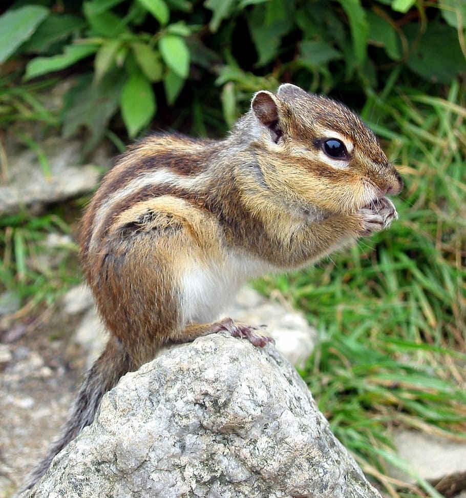 brown, gray, rodent, rock, ll, chipmunk, squirrel, nager, cute, tamias