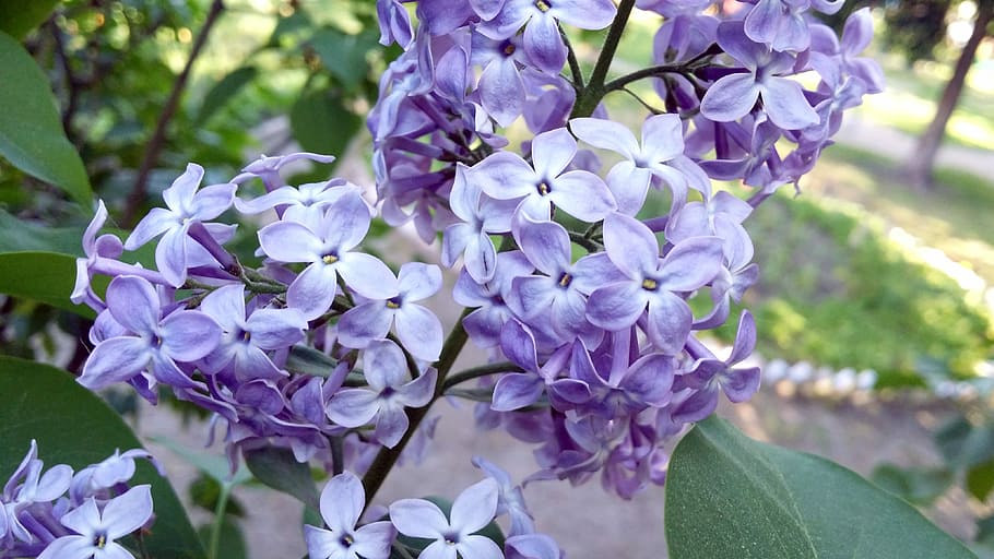 Lilac, Flowers, Spring, Bush, Violet, bush, violet, summer, purple, flower, growth