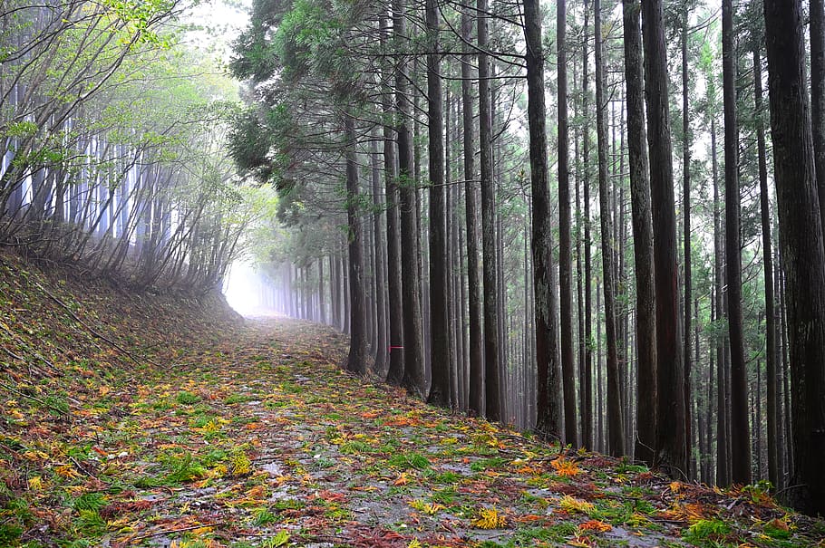 fog, woods, natural, landscape, wood, forest, mysterious, leaf, tree, plant