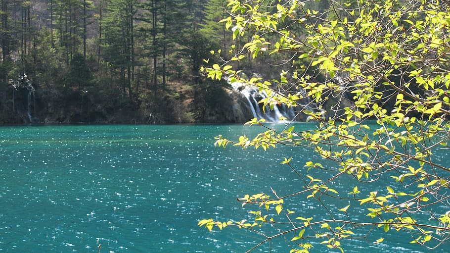 save, spring, jiuzhaigou, sea, background, properties, tree, section, young, the leaves
