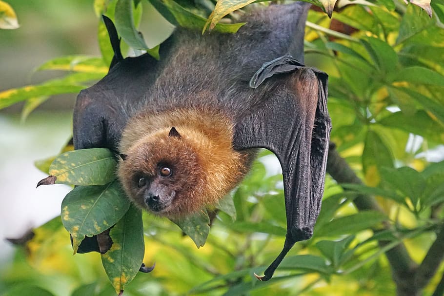 black, bat, hanged, string, tree, daytime, black bat, animals, fledertier, flying dog