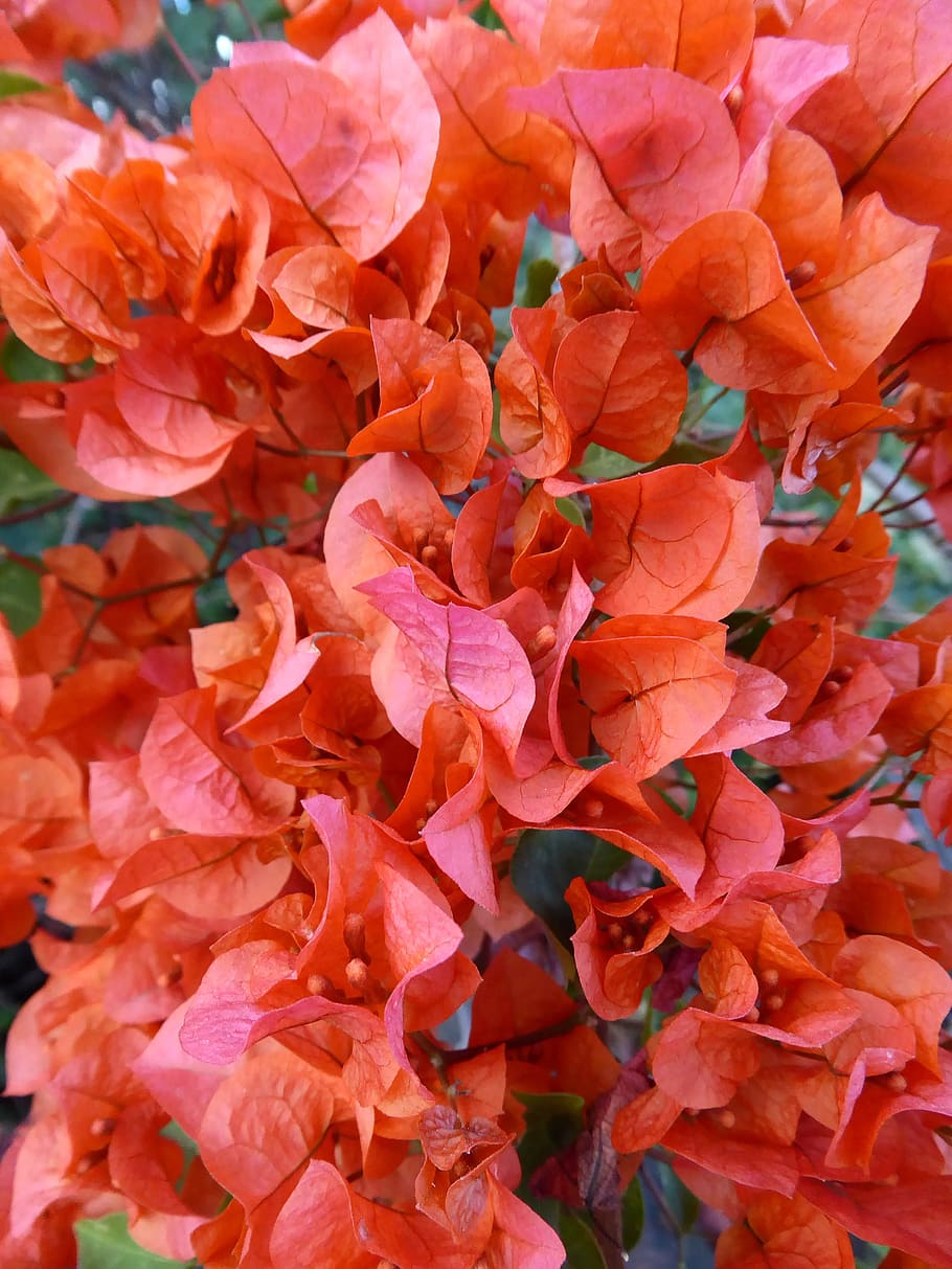 花 赤 葉 自然 赤い葉 植物 ブーゲンビリア 花びら ローズ 花 背景 Pxfuel