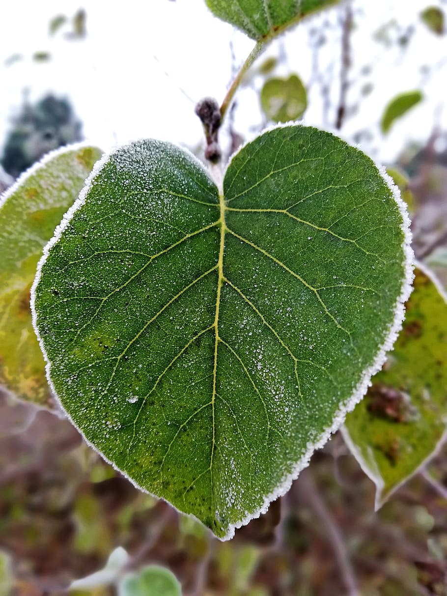 leaf, frost, leaves, cold, heart shape, veins, green, ice, nature, weather