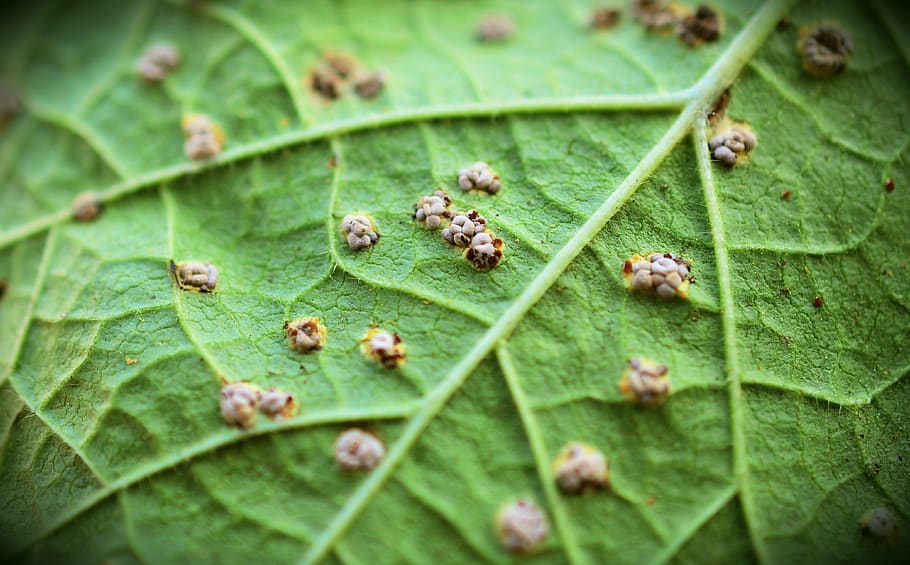 leaf, mallow, hollyhock rust, macro, journal infection, plant, garden, plant part, green color, selective focus