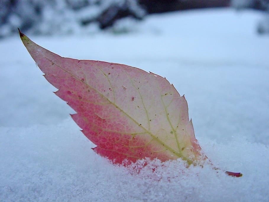 sheet, snow, autumn, red leaf, weather, the first snow, partly cloudy, winter, plant part, leaf