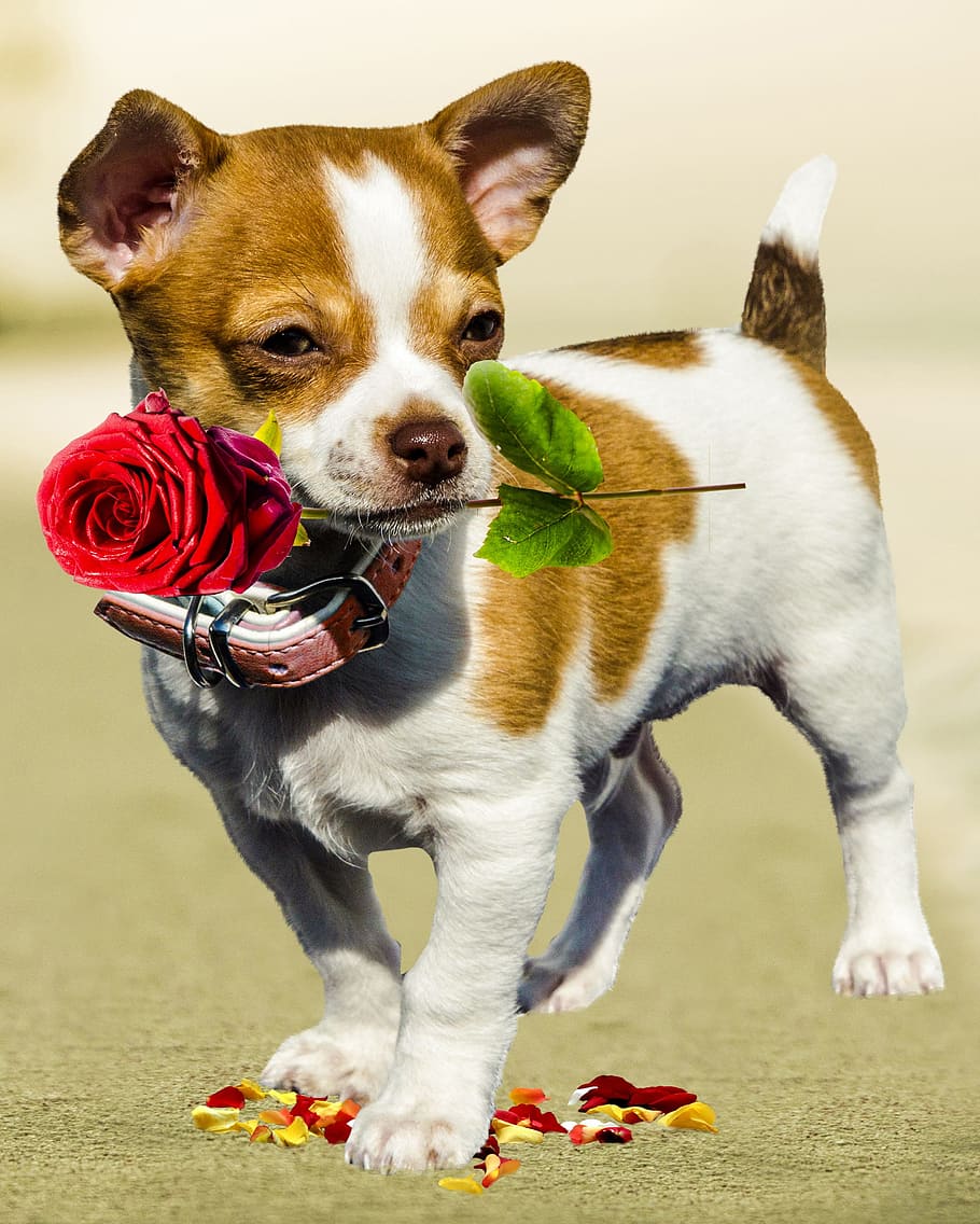 white, brown, smooth, chihuahua puppy, red, rose, flower, short, coat, puppy