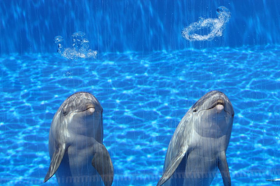 delfines, acuario, peces, azul, dos, hablar, nadar, temas de animales, agua, animal