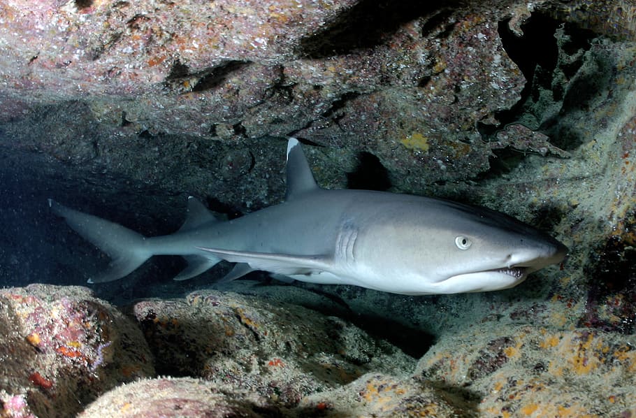 grey, underwater, Bull Shark, whitetip reef shark, shark, cave, small, triaenodon obesus, ocean, marine