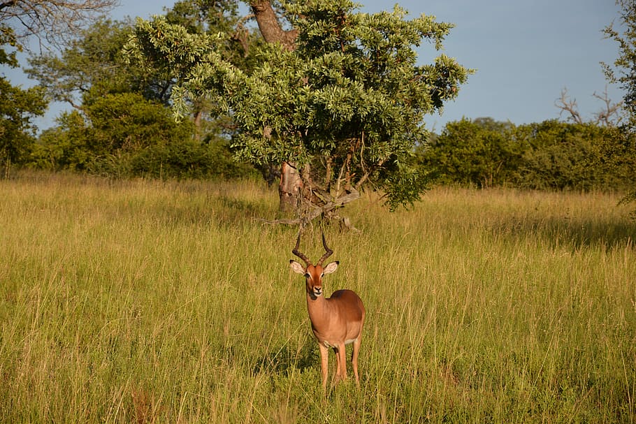 Impala, Springbok, Africa, National Park, nature, wildlife, safari Animals, animals In The Wild, animal, safari