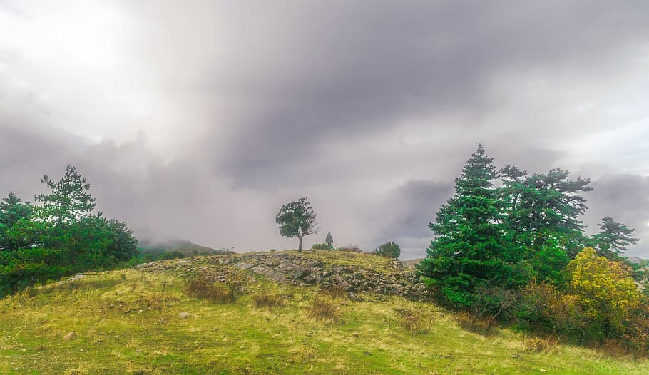 Storms, leafed, tree, top, hill, cloudy, skies, plant, cloud - sky, sky