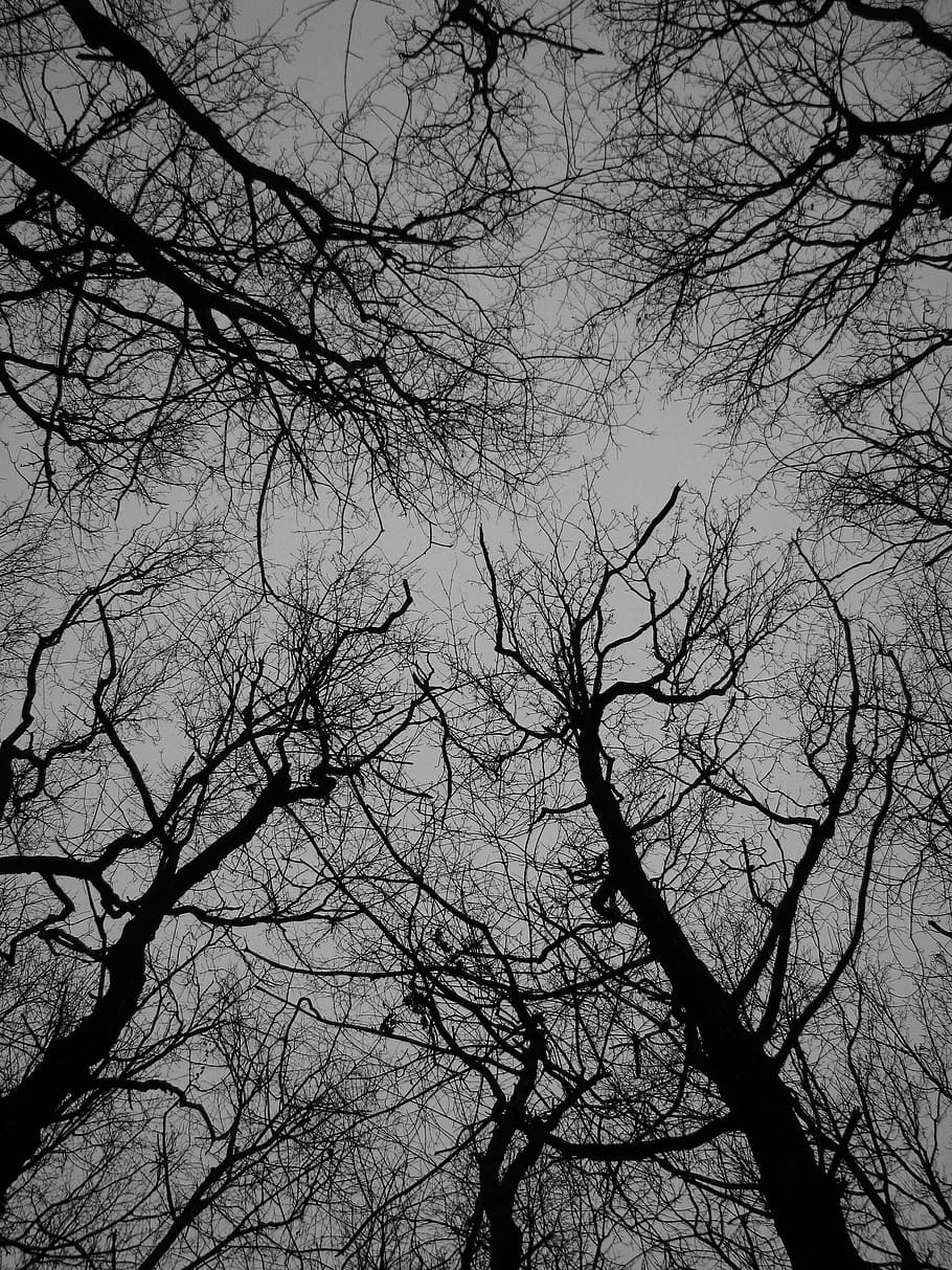 木 テクスチャ 秋 灰色 暗い 自然 枝 黒と白 背景 裸木 Pxfuel