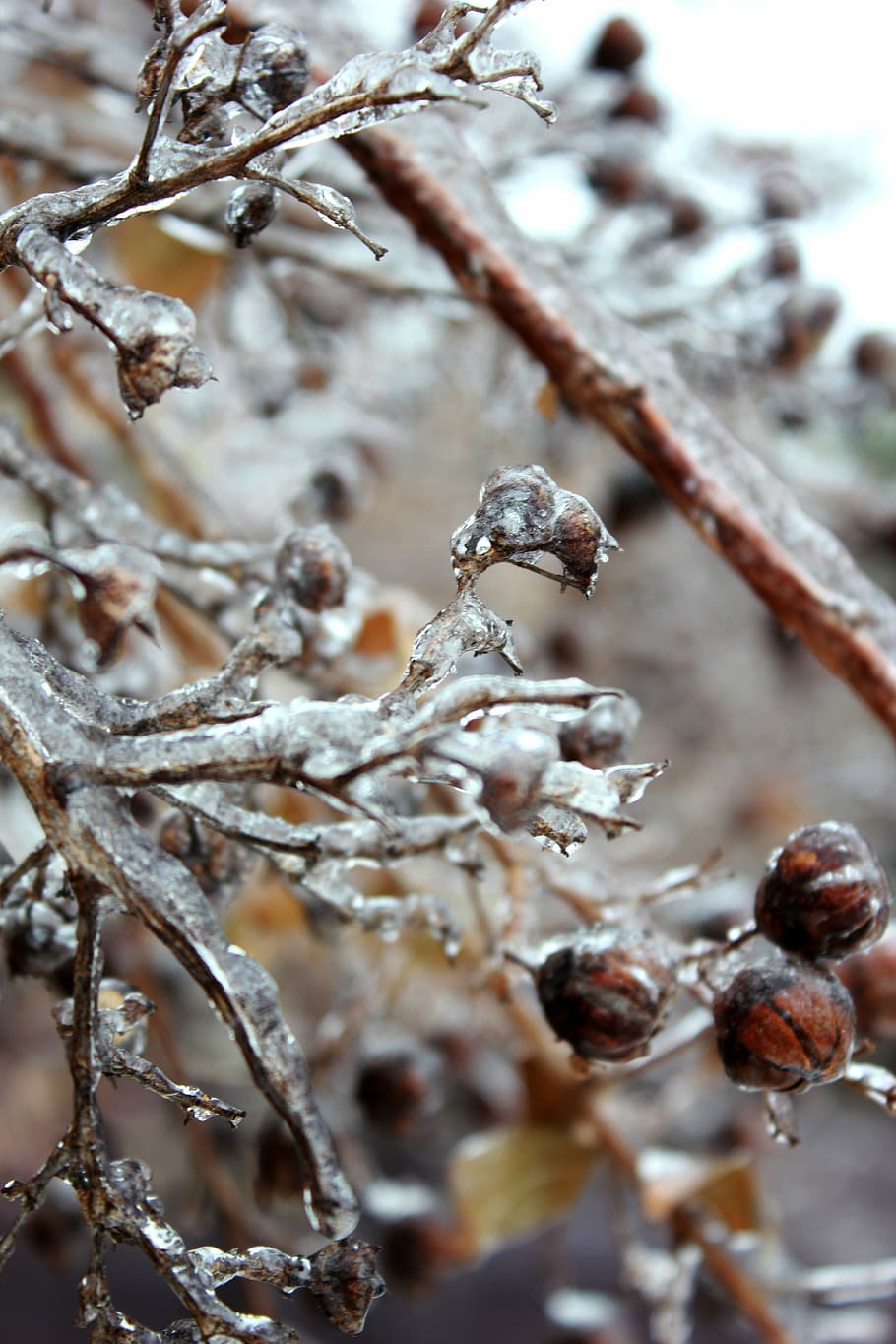 Ice, Icy, Frozen, Winter, Freezing, zing, zing rain, cold temperature, close-up, nature