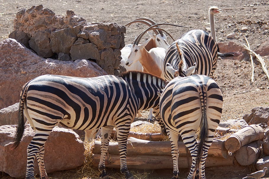 zebra, butt, eat, black and white, zoo, wild animal, nature, steppe, rear, striped