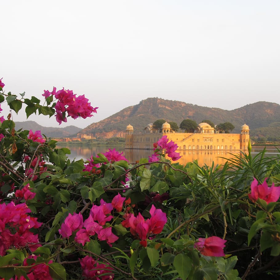 jaipur, jal mahal, tourism, water, bougainvillea, flower, plant, flowering plant, nature, beauty in nature