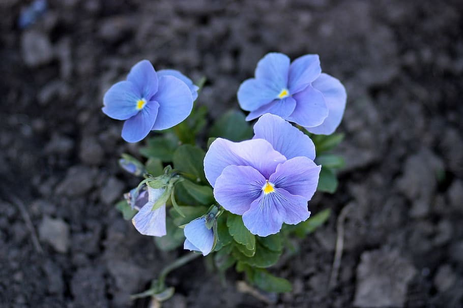 pansy, biru, bunga, alam, tanaman berbunga, tanaman, kesegaran, keindahan di alam, close-up, ungu
