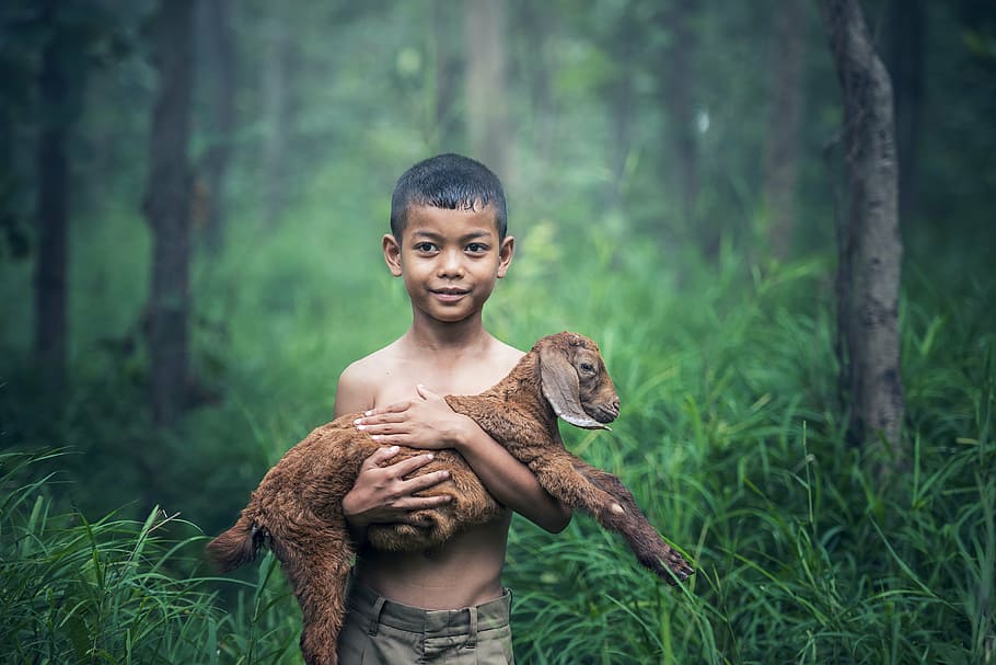 boy, gray, shorts, carrying, brown, goat kid, boys, outdoor, thailand, baby