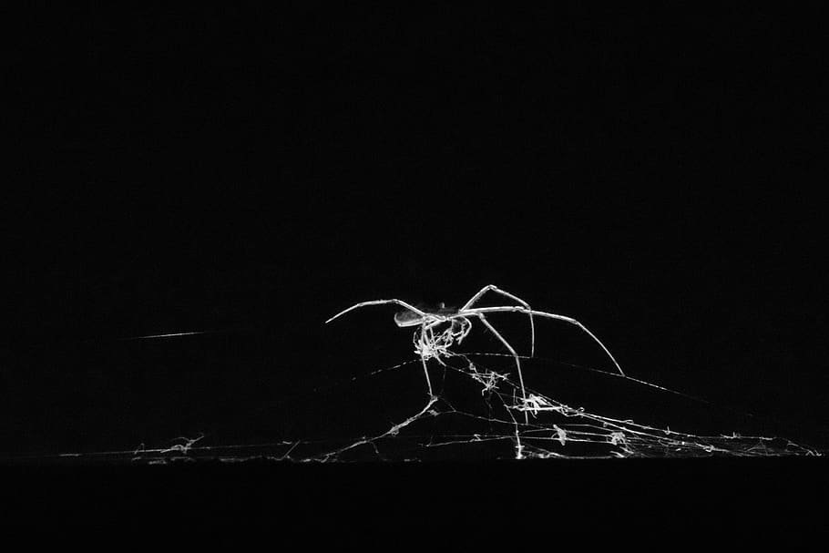 spider, black and white, insects, terrifying, fear, insect, dark, arachnophobia, black background, indoors