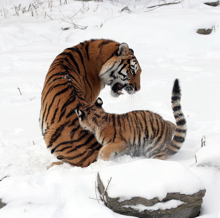 harimau, anak, salju, ibu, perempuan, musim dingin, kucing besar, predator, garis-garis, muda