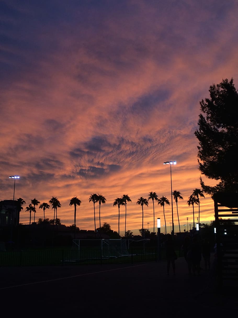 Sunset, Arizona, Phoenix, Palm Tree, Sky, sunset, arizona, clouds, southwest, scenic, night
