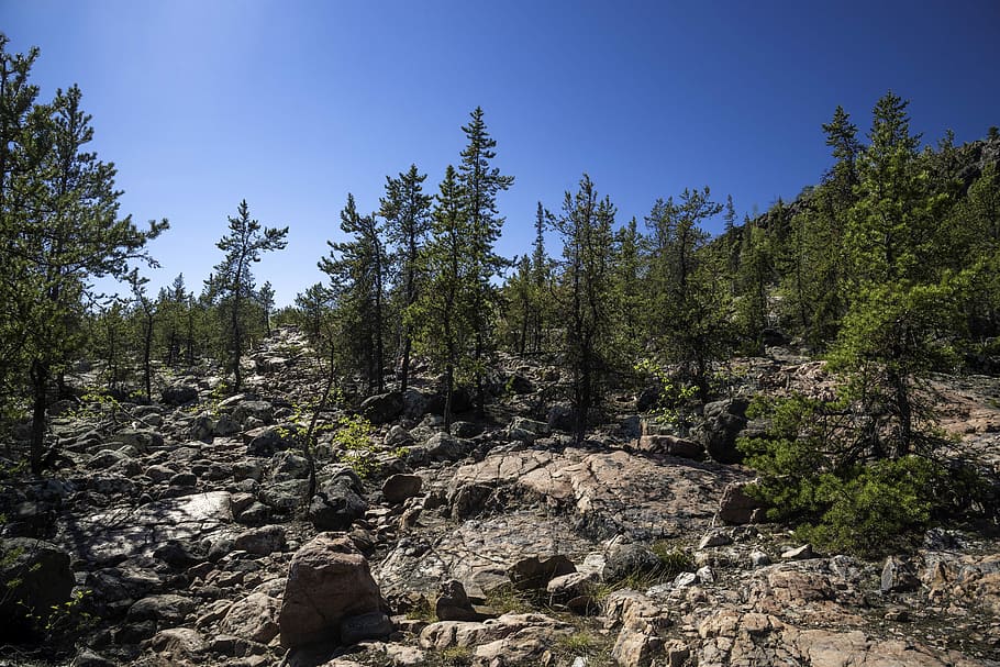 rocas, árboles, en las rocas, Ingraham Trail, Canadá, naturaleza, territorios del noroeste, al aire libre, dominio público, bosque