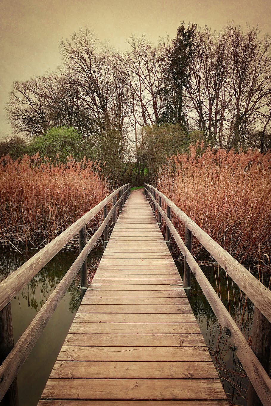 bridge, vintage, retro, reed, trees, landscape, direction, the way forward, plant, nature