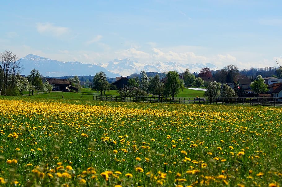 Rigi, Alpine, Freiamt, fruelingswiese, panorama, nature, agriculture, rural Scene, field, landscape